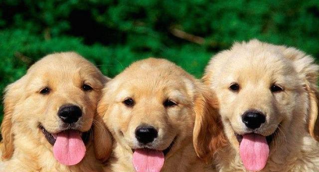 6种狗狗最通“人性”,金毛榜上有名,最后一种很通?