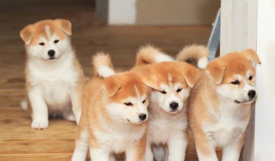 6种狗狗最通“人性”,金毛榜上有名,最后一种很通?