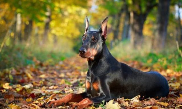 6种狗狗最通“人性”,金毛榜上有名,最后一种很通?