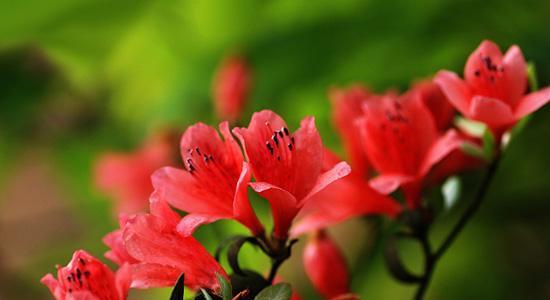 红雀珊瑚全年开红或紫色花,树形似珊瑚,故称红雀珊瑚。