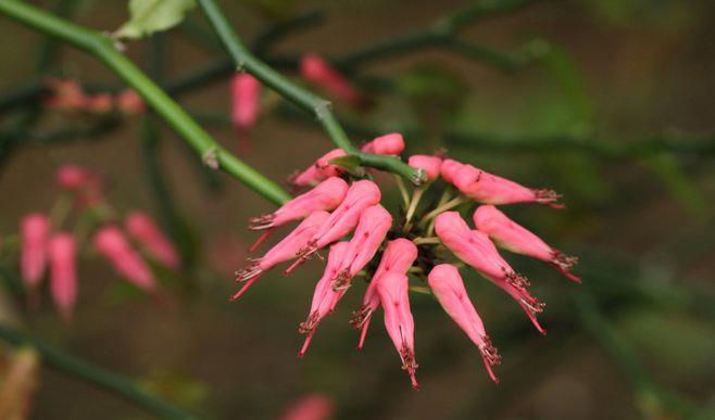 红雀珊瑚全年开红或紫色花,树形似珊瑚,故称红雀珊瑚。