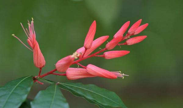 红雀珊瑚全年开红或紫色花,树形似珊瑚,故称红雀珊瑚。