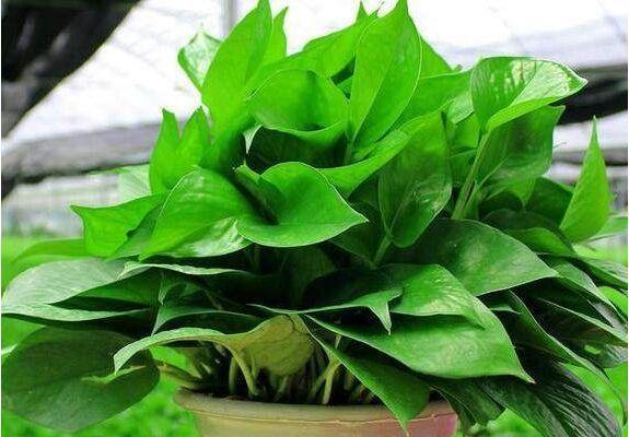 养了这么多年的绿萝，现在才知道危害这么大，真想赶紧扔出去！