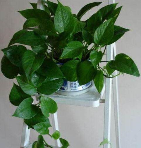 养了这么多年的绿萝，现在才知道危害这么大，真想赶紧扔出去！