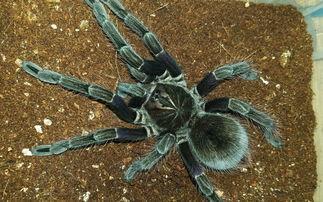 自然界中最巧妙的 猎手之一捕鸟蛛