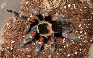 自然界中最巧妙的 猎手之一捕鸟蛛