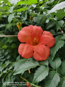 ​凌霄花养在家里吉利吗，养在客厅好不好