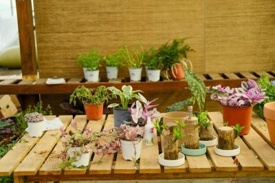 ​绿宝石喜林芋可以放在室内吗