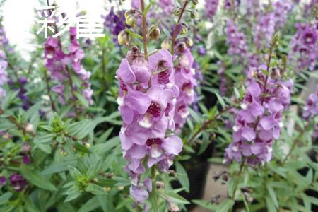 香彩雀花朵 香彩雀花朵