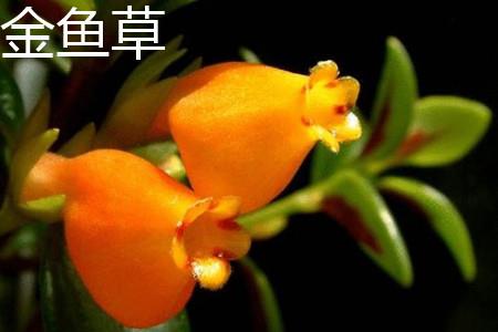 金鱼草花朵 金鱼草花朵