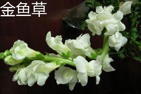 金鱼草茎部 金鱼草茎部