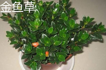 金鱼草叶片 金鱼草叶片