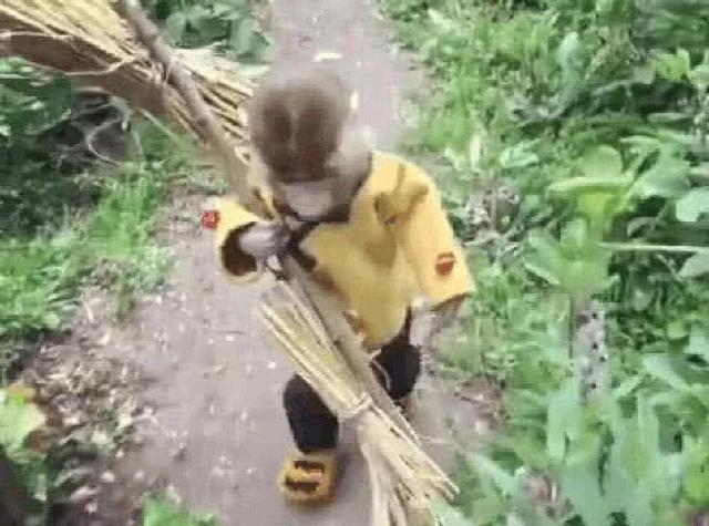 小伙养了一只小猴子当宠物，超可爱的样子令网友羡慕