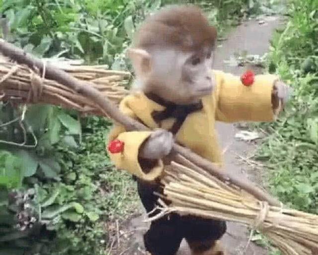 小伙养了一只小猴子当宠物，超可爱的样子令网友羡慕