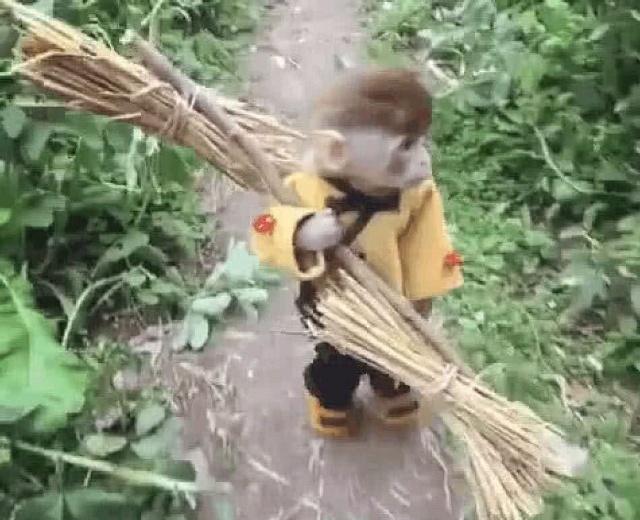 小伙养了一只小猴子当宠物，超可爱的样子令网友羡慕