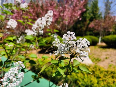 ​阿拉善盟适合养什么花，市花和市树是什么