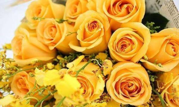 新手养花，不如养盆花中精品“金香玉”，花开金碧辉煌，高贵优美