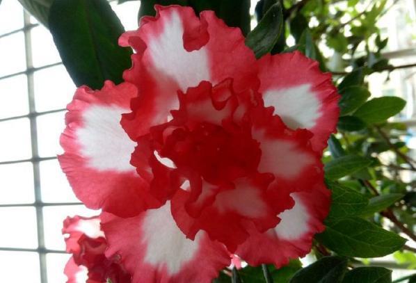 新手养花，不如养盆花中精品“金香玉”，花开金碧辉煌，高贵优美