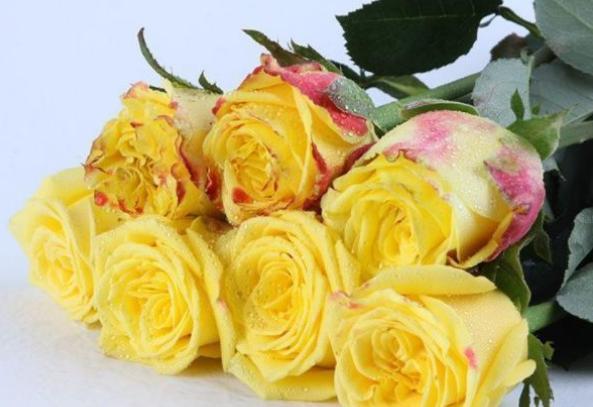 新手养花，不如养盆花中精品“金香玉”，花开金碧辉煌，高贵优美