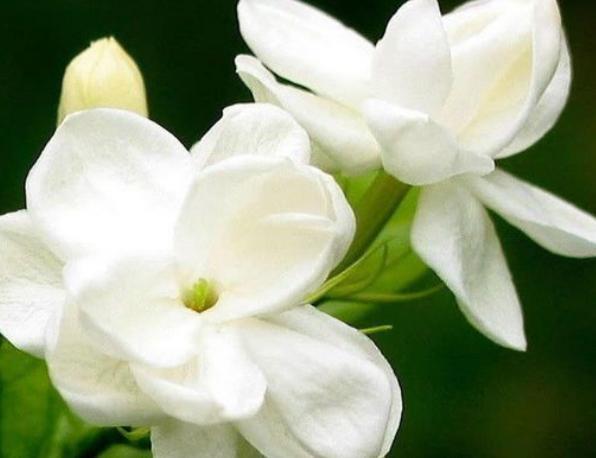 新手养花，不如养盆花中精品“金香玉”，花开金碧辉煌，高贵优美