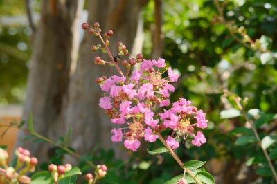 ​牡丹江适合养什么花，市花和市树是什么