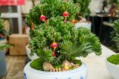 ​麒麟掌可以开花吗