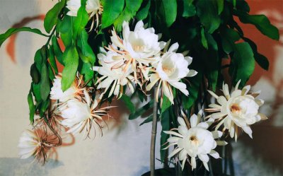 ​昙花花后如何处理