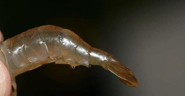 现在农村里也很难见到这种虾了, 集市上卖到50元一斤了