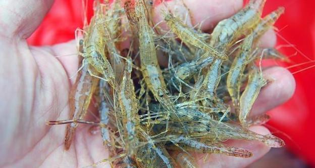 现在农村里也很难见到这种虾了, 集市上卖到50元一斤了