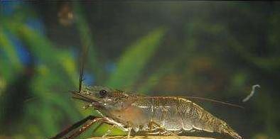 现在农村里也很难见到这种虾了, 集市上卖到50元一斤了