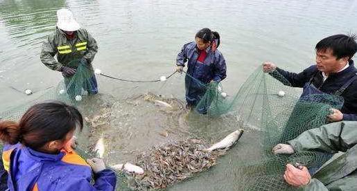 现在农村里也很难见到这种虾了, 集市上卖到50元一斤了