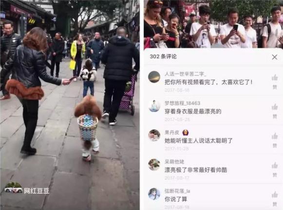 抖音六大“网红狗狗”排行榜！除了金毛轮胎，你还认识哪些呢？