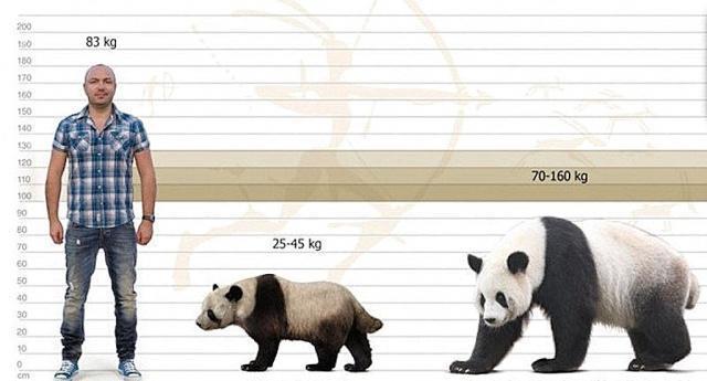 大熊猫“先祖”分布广泛，不但凶猛吃肉，而且比现在小很多
