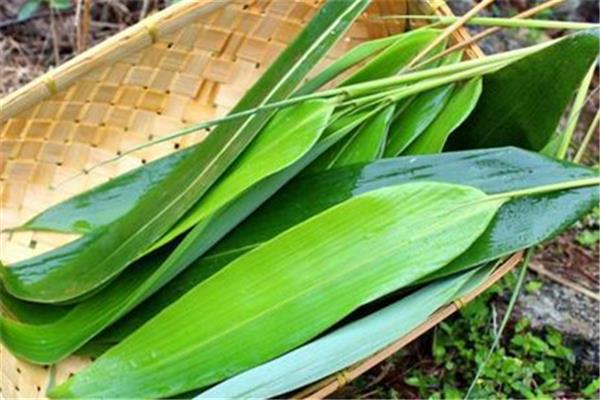 为什么用箬叶包粽子 粽叶有什么功效