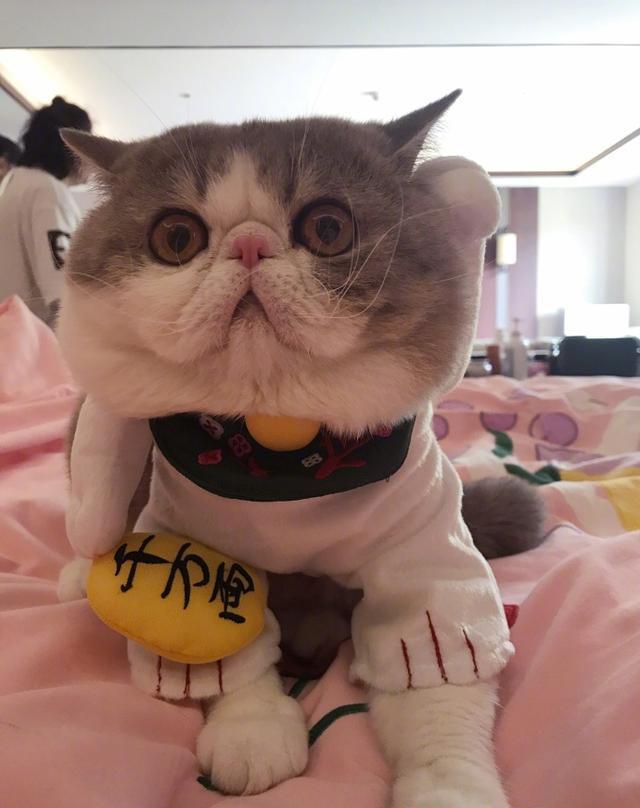 折耳猫事件后, baby再没有提及猫, 而范冰冰这是把猫宠上天了