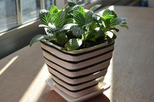 网纹草蔫了怎么办 网纹草蔫了五个原因