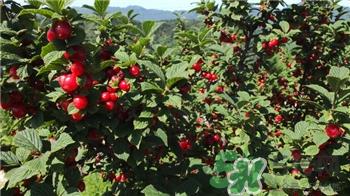 钙果的作用 钙果的功效 钙果的作用 钙果的功效