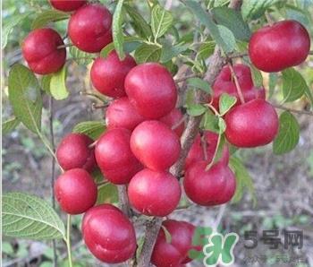 钙果的作用 钙果的功效 钙果的作用 钙果的功效