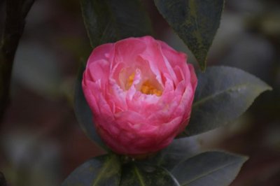 ​茶花怎么浇水