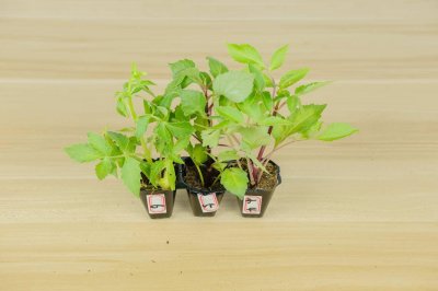 ​小丽花什么时候开花