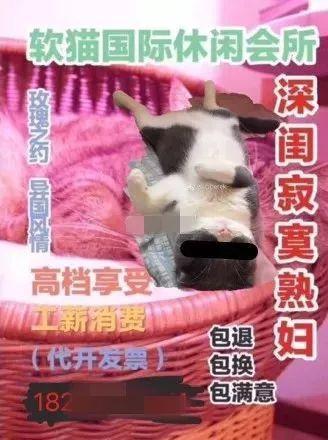 网友曝光地下吸猫场所，幕后产业链污秽不堪令人震惊！