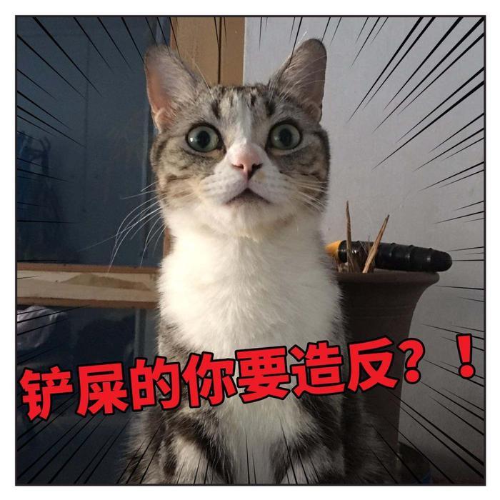 网友曝光地下吸猫场所，幕后产业链污秽不堪令人震惊！