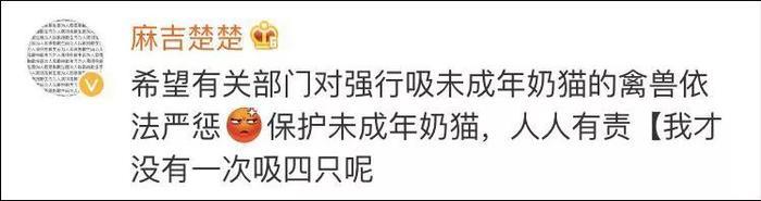 网友曝光地下吸猫场所，幕后产业链污秽不堪令人震惊！