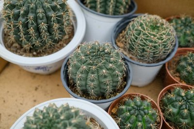 ​仙人球底部褶皱萎缩