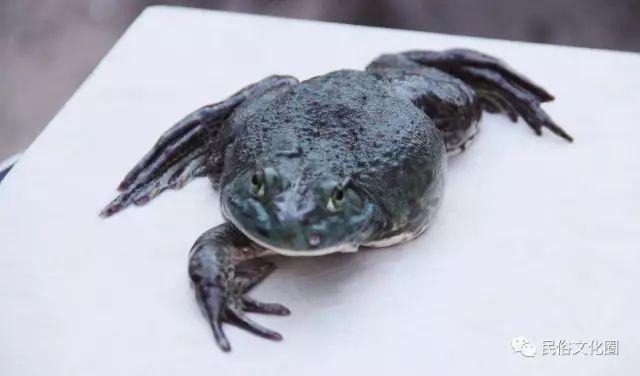 快看 三条腿的蛤蟆原来出自这里！