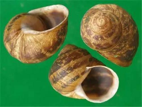 世界四大名菜之一“法国蜗牛”