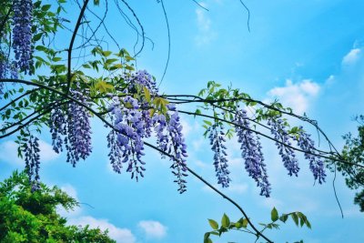 ​紫藤怎么浇水