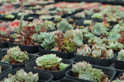 ​多肉植物的养殖方法和注意事项
