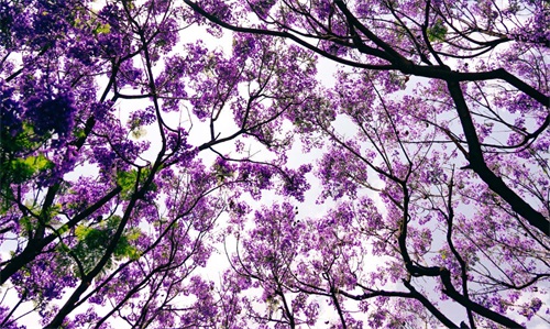 蓝花楹