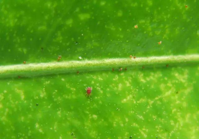 40种可怕的害螨(附高清图)